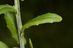 Roadside pennycress 